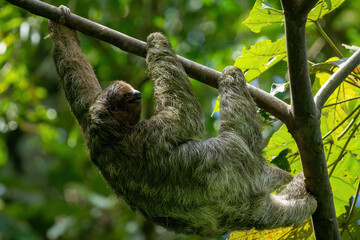 Fototapeta premium Sloth hanging from tree