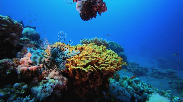 Marine Coral Garden Lion-Fish. Tropical fish reef marine. Soft-hard corals seascape. Vibrant coral garden. Reef coral scene. Beautiful soft coral. Sea reef.