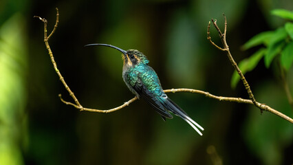 hummingbird