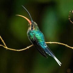 hummingbird on a branch © Liz@imson.com