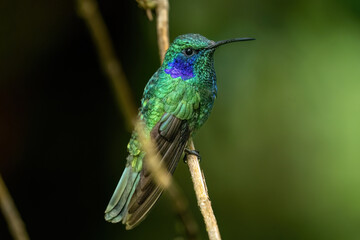 hummingbird on a branch