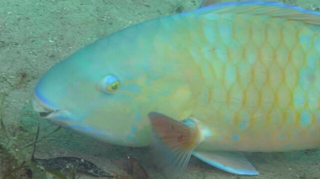 Blue-barred Parrotfish (Scarus ghobban) shows its striking blue markings in a detailed close-up against a tropical coral backdrop.