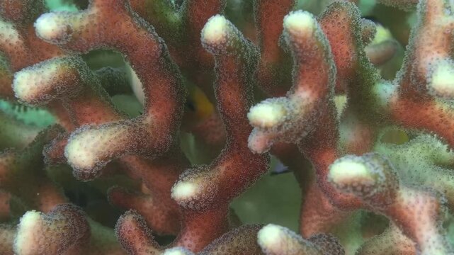 Macro shot of a stony coral, possibly Porites, Montipora digitata, or Acropora, with reddish-brown branches and pale polyps at tips.