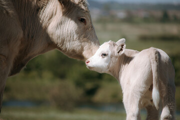 Calf and Mother Cow Bonding in Sunny Green Field © Alona