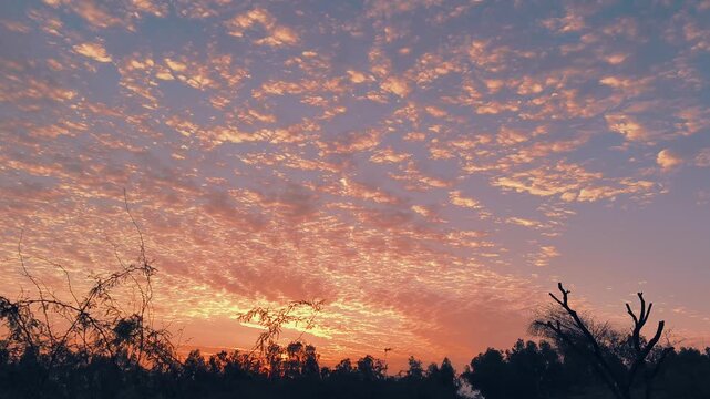 Vibrant Sunset Sky with Scattered Clouds Above Silhouetted Trees Nature Landscape Background
