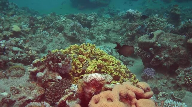 Ctenochaetus striatus glides over coral formations in a lively reef, its striated pattern adding contrast to the tropical underwater scenery.