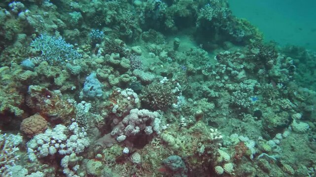 Thriving coral reef formed by polyps secreting calcium carbonate, creating hard skeleton structures that shelter colorful marine life.