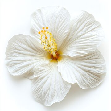 White hibicus flower hibiscus photography.