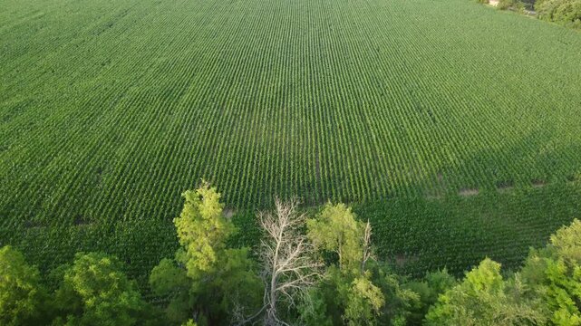 Aerial flyover view of cornfields in the town of Caledon, Ontario, Canada. Shot by a drone on a summer afternoon over agricultural farmlands. Corn field farm.