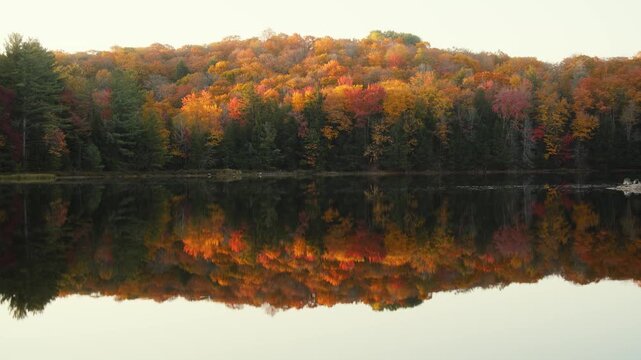 Early morning sunrise over a calm lake with perfect autumn forest reflection, peaceful mirror image of vibrant fall trees and pine forest on still water surface