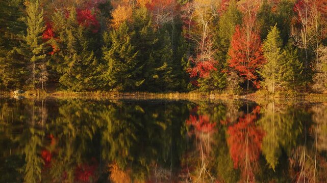 Symmetrical reflection of autumn forest on calm lake water, cinematic view of vibrant red and orange fall trees at shoreline, peaceful natural landscape at golden hour