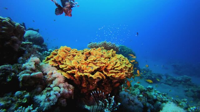 Reef Coral Tropical Garden Lion-Fish. Tropical fish reef marine. Soft-hard corals seascape. Vibrant coral garden. Reef coral scene. Beautiful soft coral. Sea reef.