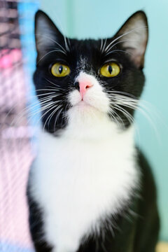 Handome Cat With Beautiful Golden Eyes