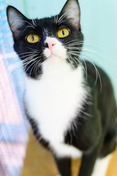 Handome Cat With Beautiful Golden Eyes