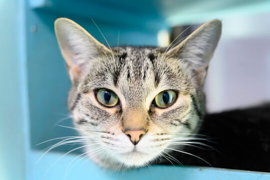Portrait of a Cat
