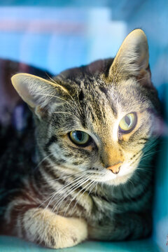 Close-up of a Cat