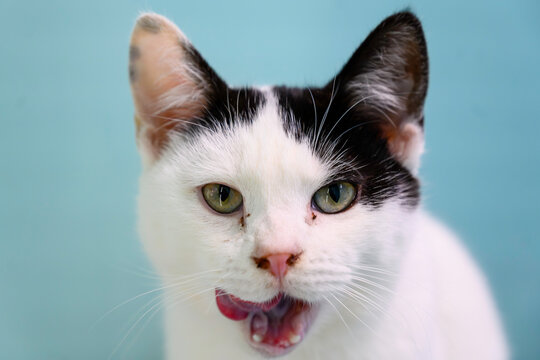 Black and White Cat Licking Its Lips