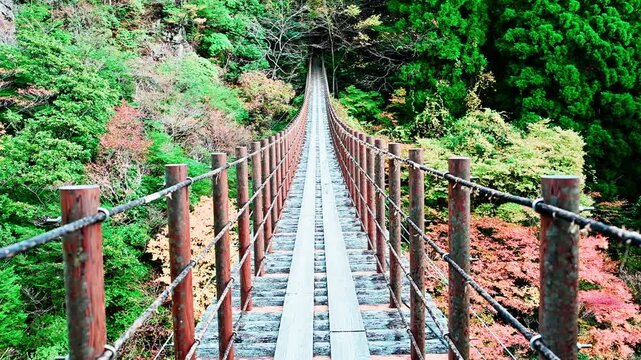 樅木の吊橋「彩りのシンメトリー。深緑と朱色が織りなす風景」
「画面左には生命力あふれる新緑、右には鮮やかな紅葉。一つのフレームに二つの季節が同居したかのような、五家荘・樅木の吊橋ならではの絶景です。」
熊本県八代市泉町「五家荘（ごかのしょう）」
樅木（もみぎ）の吊橋
Momigi Suspension Bridge