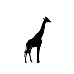 Fototapeta premium Striking black silhouette of a graceful giraffe, an elegant icon depicting African wildlife and the majestic beauty of nature