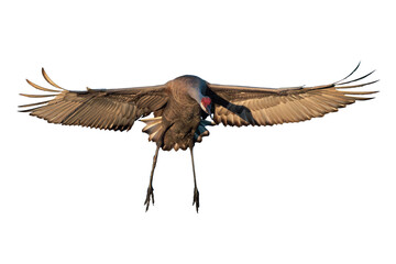 Obraz premium A sandhill crane (Antigone canadensis or Grus canadensis) fans out its wings and prepares to land in Florida. Transparent PNG clipped from my real, original photo. 
