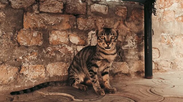 Tabby Cat Sitting Against Rustic Stone Wall Under Black Awning in Outdoor Setting