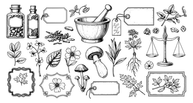 Vintage apothecary and herbalism illustration set. Hand-drawn sketches of mortar and pestle, medicinal plants, mushrooms, and glass bottles. Retro botanical elements on white background.