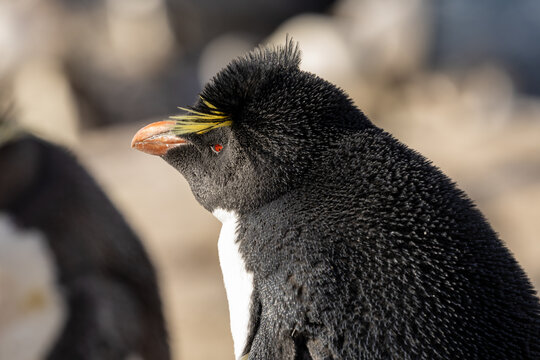 Southern Rockhopper Penguin