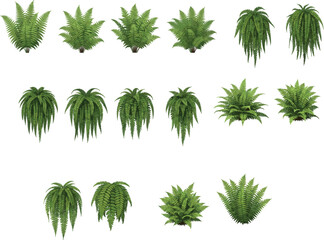 Large vector set of green fern plants and tropical forest foliage isolated on a white background for landscape design © MSTNUR