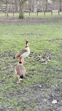 Egyptian goose family with goslings walking together on the grass in Hyde Park in London.