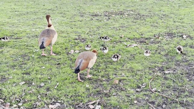 Egyptian goose family with goslings walking together on the grass in Hyde Park in London.