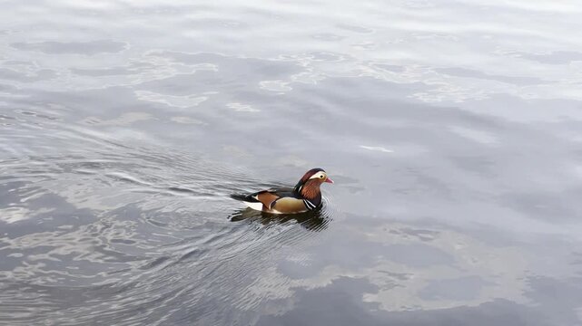 Colorful mandarin duck swimming on the lake in Hyde Park.