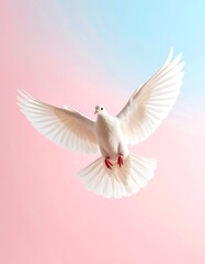 Fototapeta premium A white dove in flight against a pastel pink and blue gradient background