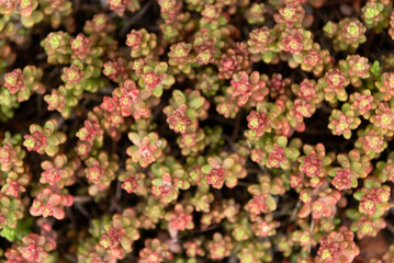 Colourful Sedum or Stonecrop