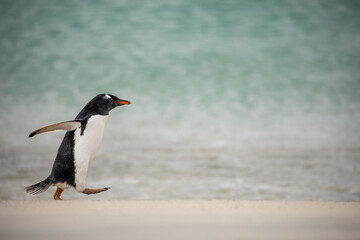 Fototapeta premium A Gentoo Penguin (Pygoscelis) walking on a beach.