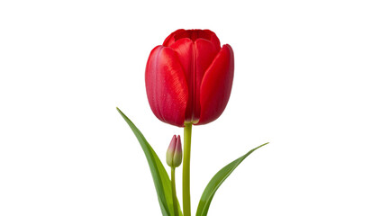 Obraz premium A single vibrant red tulip in full bloom with a small bud and green leaves, captured in a high-resolution, isolated studio shot