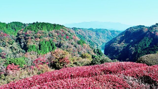 燃ゆる蘇陽峡：手前に広がる鮮やかな紅葉と断崖絶壁のパノラマ絶景
「標高200メートルの断崖と、鮮やかに色づいた原生林が織りなす圧倒的な自然美」
熊本県上益城郡山都町長崎(長崎鼻展望台)
The Ablaze of Soyo Gorge: A panoramic view of vibrant autumn foliage and towering cliffs.