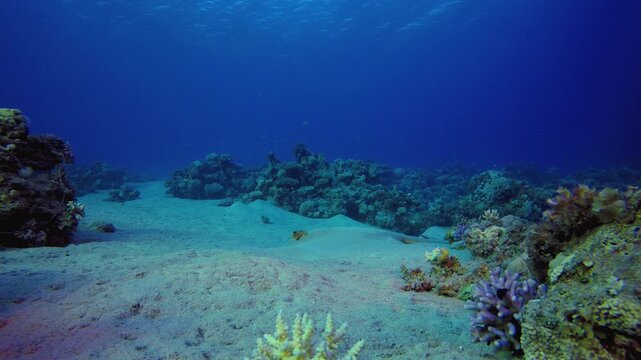 Tropical Reef Ray Fish. Tropical fish reef marine. Soft-hard corals seascape. Vibrant coral garden. Reef coral scene. Beautiful soft coral. Sea reef.