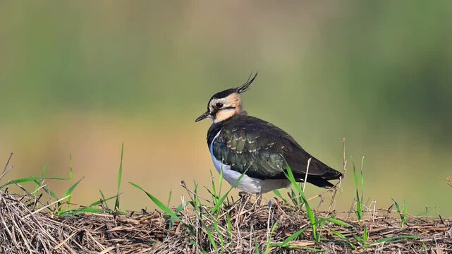 Northern Lapwing Bird Standing on Grassland with Crest Detail