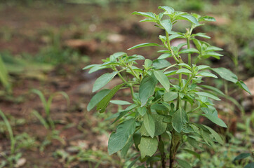 Naklejka premium Healthy Green Basil Herb Plant Growing in Garden Soil