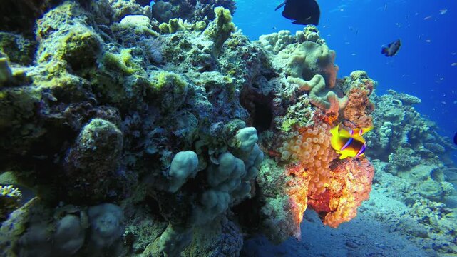Tropical Seascape Coral Reef Marine. Tropical fish reef marine. Soft-hard corals seascape. Vibrant coral garden. Reef coral scene. Beautiful soft coral. Sea reef.