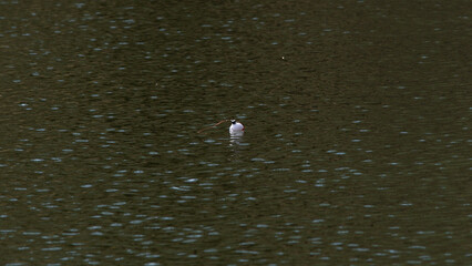 Fishing Bobber on the Water © Elijah