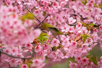 Fototapeta premium A bird perched on a cherry tree