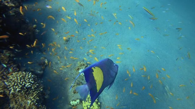 Underwater Colourful Tropical Fish. Tropical blue sea water. Coral garden seascape. Sea waves. Underwater world life. Tropical underwater seascape. Reef coral scene.
