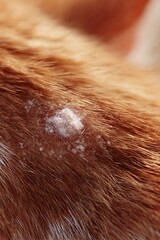 Fototapeta premium detailed medical illustration style photo-real image of cat skin fungus, circular lesion with dandruff-like flakes