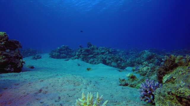 Underwater Corals Reef Ray Fish. Tropical blue sea water. Coral garden seascape. Sea waves. Underwater world life. Tropical underwater seascape. Reef coral scene.