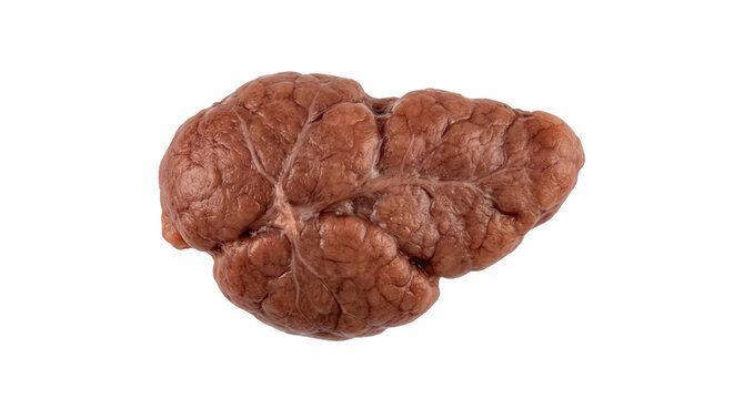 Human submandibular salivary gland isolated on white background PNG