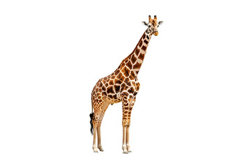 Fototapeta premium Elegant giraffe standing tall in a white background