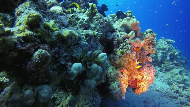 Underwater Marine Life Clownfish. Tropical blue sea water. Coral garden seascape. Sea waves. Underwater world life. Tropical underwater seascape. Reef coral scene.