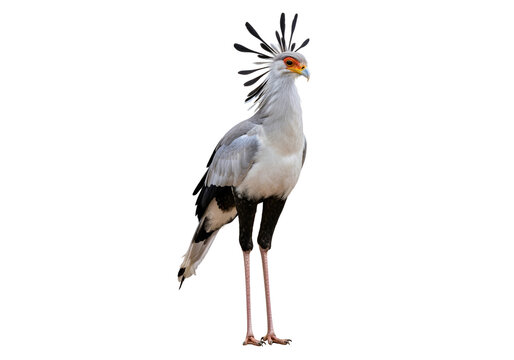 Elegant Secretary Bird with Distinctive Crest in Full View