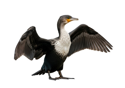 Elegant cormorant bird with spread wings on white background